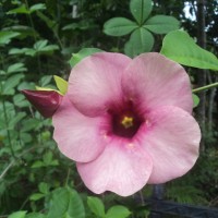 Allamanda blanchetii A.DC.